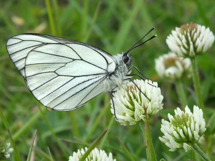 Aporia-crataegi-mauretanica