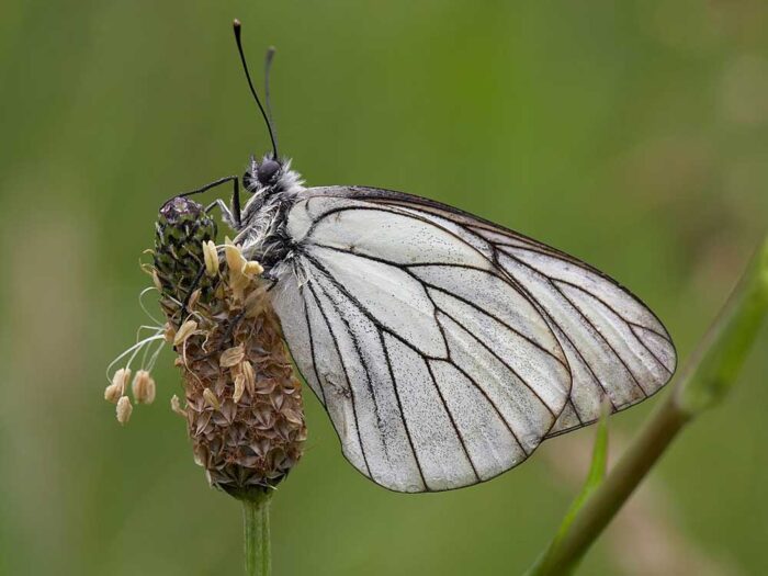Aporia-crataegi-mauretanica2