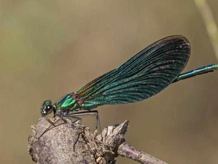 Calopteryx-exul