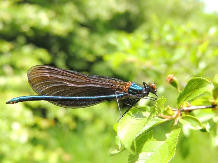 Calopteryx-exul2