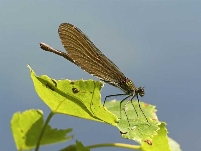 Calopteryx-exul3