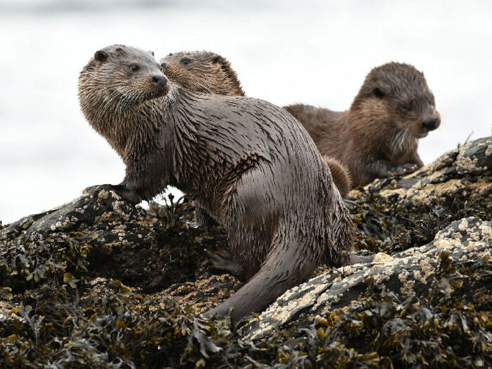 Loutre