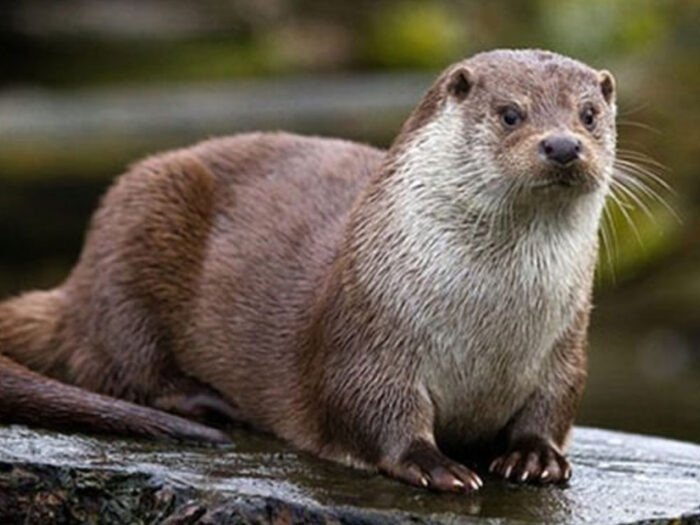Loutre2