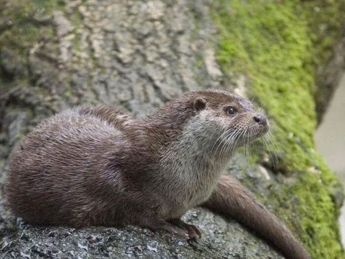 Loutre3
