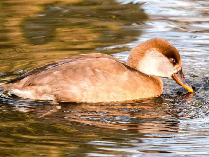 Nette-rousse2