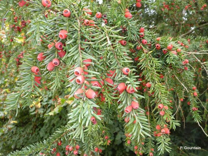 Taxus-baccata