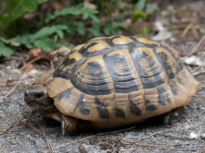 Testudo-graeca