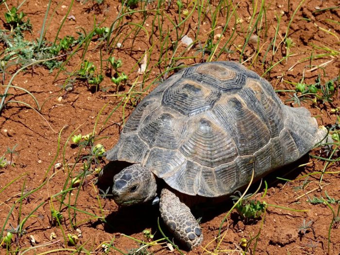 Testudo-graeca2