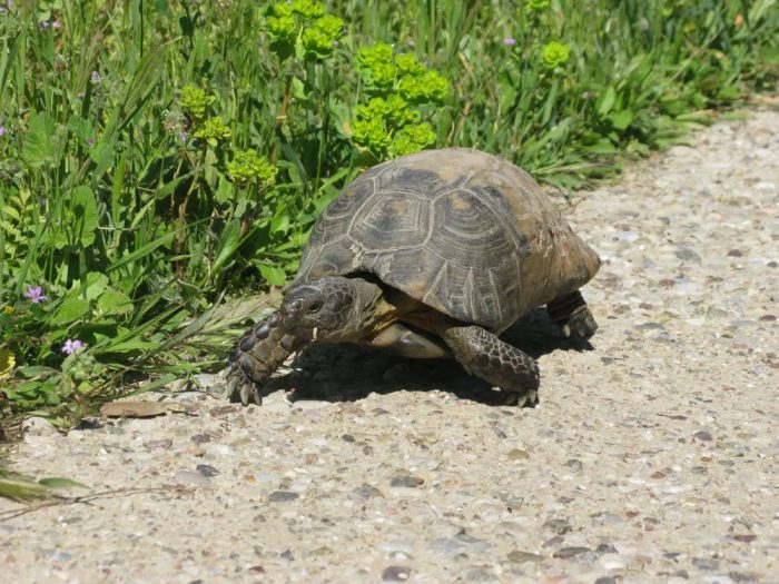 Testudo-graeca3
