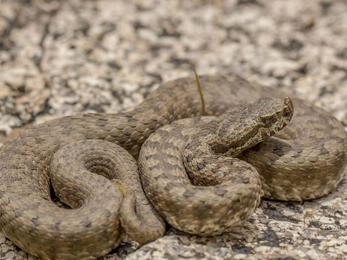 Vipera-monticola