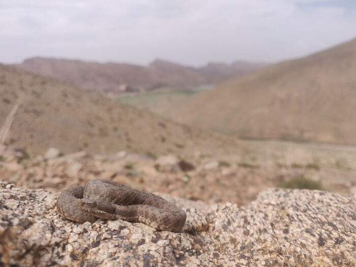 Vipera-monticola1