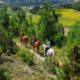 Equestre1