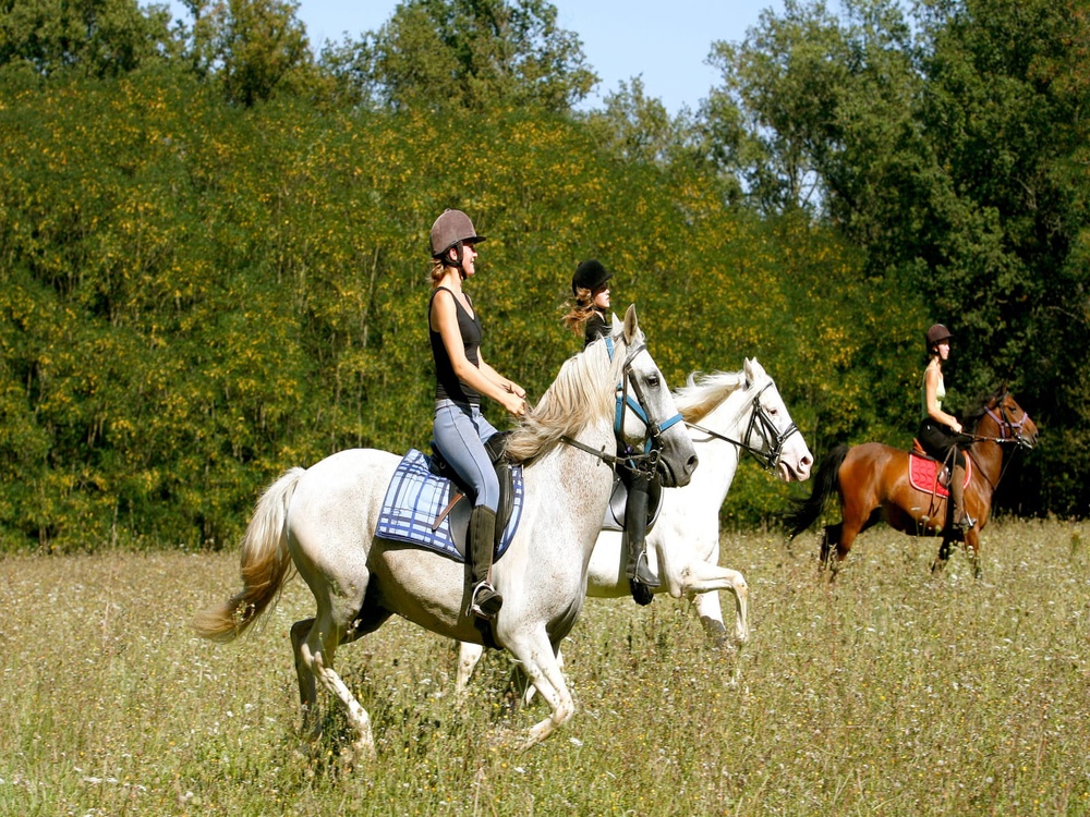Equestre2