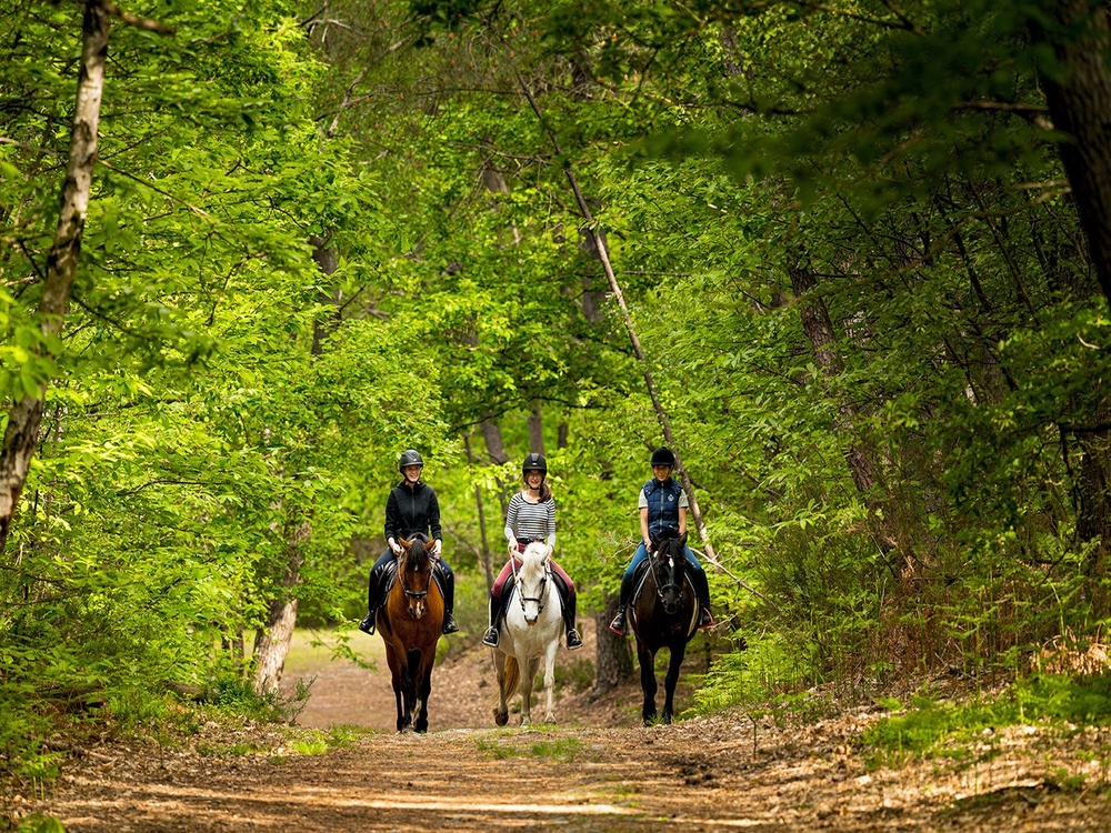 Equestre3