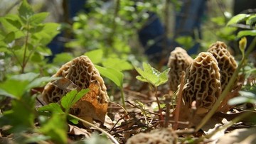 champignon_parc_national_ifrane