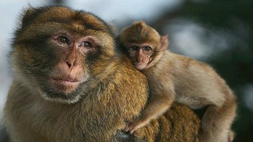 singe_parc_national_ifrane